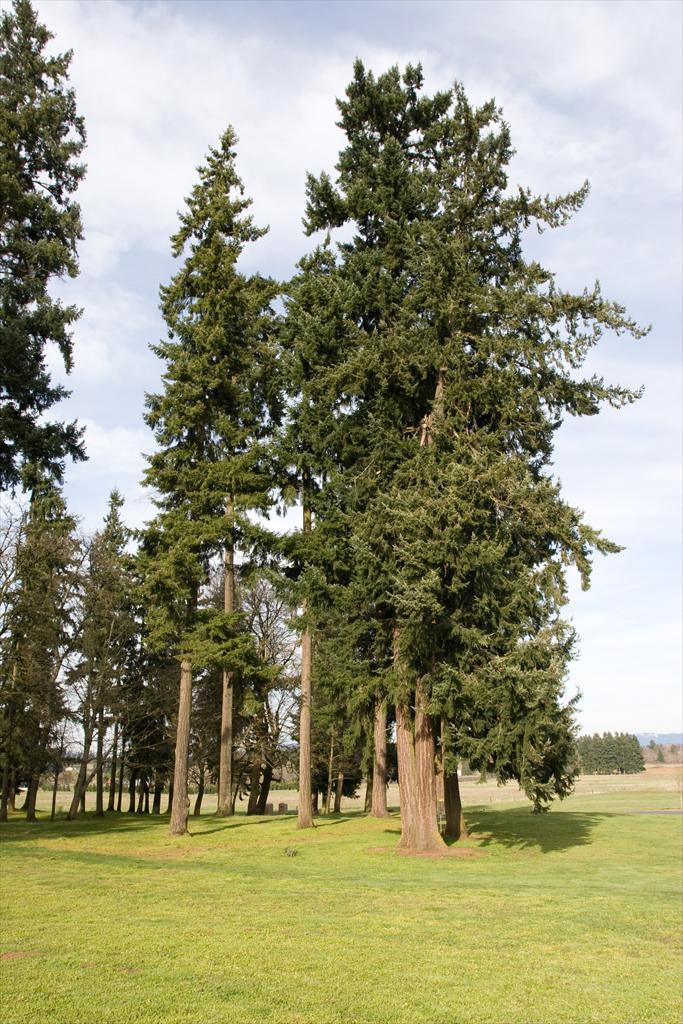 Winter Tree ID Part 1 – No Leaves, No Problem – Urban and community  Forestry in Washington State